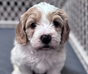 Medium Poodle (Miniature) Mix