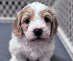 Puppy Max Poodle (Miniature)-Unknown Mix