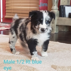 Australian Shepherd Puppy for sale in TUTTLE, OK, USA