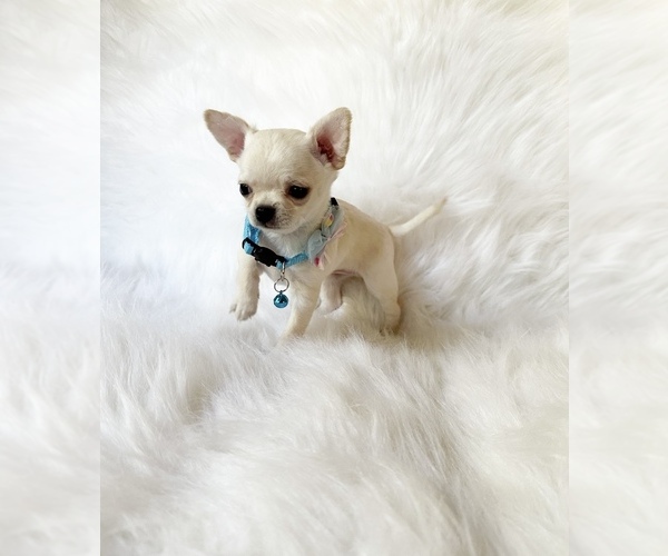 Medium Photo #3 Chihuahua Puppy For Sale in SACRAMENTO, CA, USA