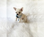 Small #2 Chihuahua