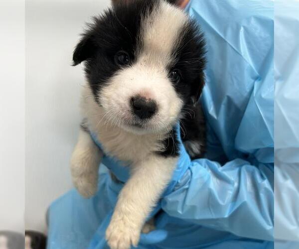 Medium Photo #1 Mutt Puppy For Sale in San Antonio, TX, USA