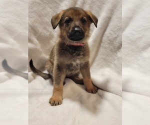 German Shepherd Dog Puppy for sale in EVART, MI, USA
