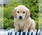 Small #1 Golden Retriever