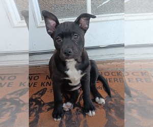 Shepradors Puppy for sale in ORCHARDS, WA, USA