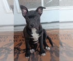 Image preview for Ad Listing. Nickname: Paigepiper