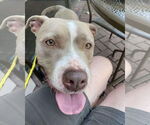 Small #5 American Pit Bull Terrier Mix