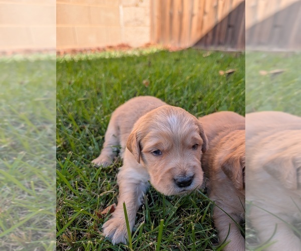 Medium Photo #5 Golden Retriever Puppy For Sale in SACRAMENTO, CA, USA