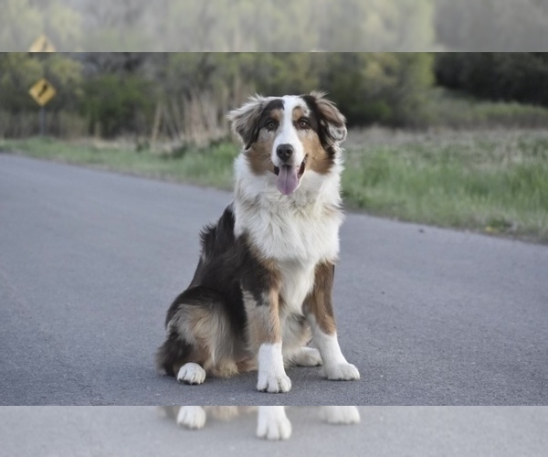 Medium Photo #1 Australian Shepherd Puppy For Sale in SPRINGFIELD, MN, USA