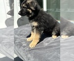 Puppy Yellow German Shepherd Dog