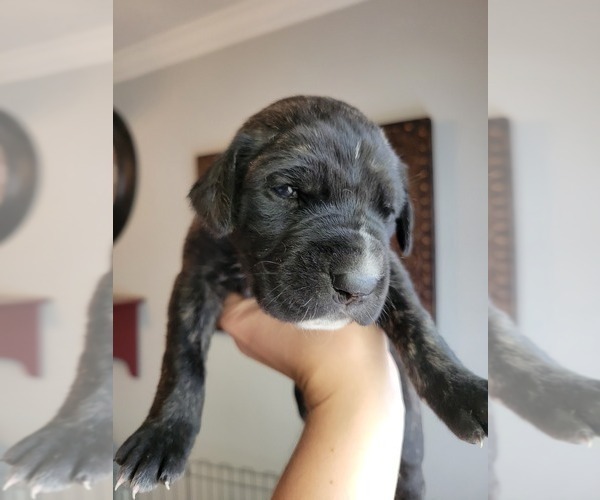 Medium Photo #4 Daniff-Neapolitan Mastiff Mix Puppy For Sale in MONTEVIEW, ID, USA