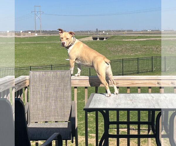 Medium Photo #26 American Pit Bull Terrier-Unknown Mix Puppy For Sale in Fargo, ND, USA