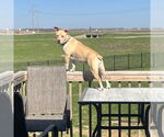 Small #25 American Pit Bull Terrier Mix