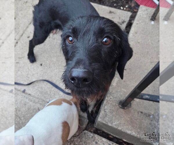 Medium Photo #7 Labrador Retriever-Unknown Mix Puppy For Sale in Washington, DC, USA