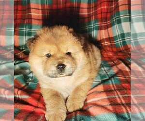 Black Mouth Cur-Chow Chow Mix Puppy for sale in ARLINGTON, TX, USA
