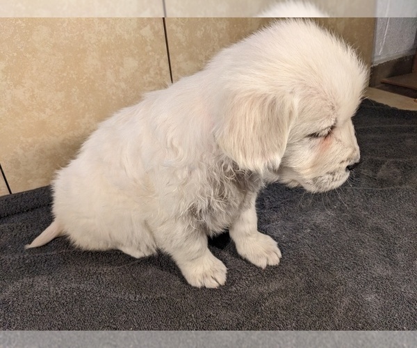 Medium Photo #14 Golden Retriever Puppy For Sale in WOOSTER, OH, USA
