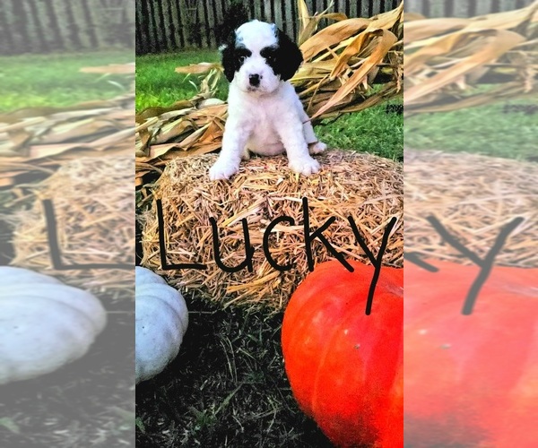 Medium Photo #1 Cavapoo Puppy For Sale in SUMMERVILLE, SC, USA