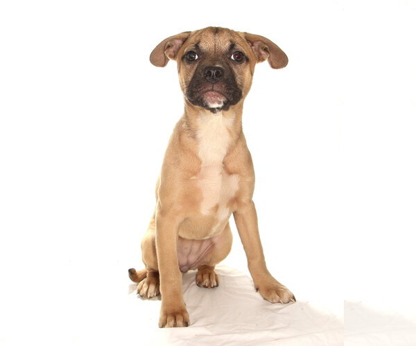 Medium Photo #3 French Bulldog-Siberian Husky Mix Puppy For Sale in Oakland Park, FL, USA