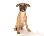 Small #2 French Bulldog-Siberian Husky Mix