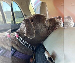 Allie - Female American Pit Bull Terrier-American Staffordshire Terrier Mix Dog for Adoption - Photo #3