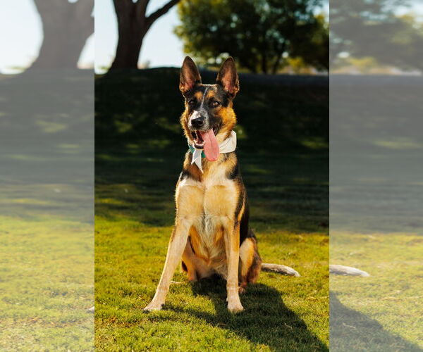 Medium Photo #1 German Shepherd Dog-Unknown Mix Puppy For Sale in Chandler, AZ, USA