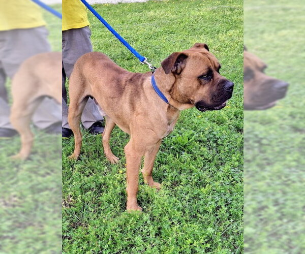 Medium Photo #5 Boxer-Mastiff Mix Puppy For Sale in Mountain View, AR, USA