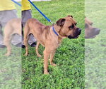 Small #4 Boxer-Mastiff Mix