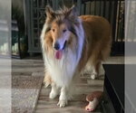 Small #2 Collie