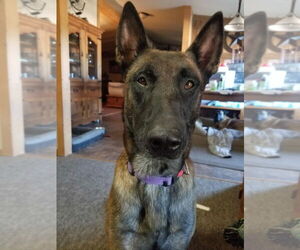 Mutt Dogs for adoption in Imlay City, MI, USA