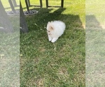 Small Photo #2 Pomeranian Puppy For Sale in MILTON, WA, USA