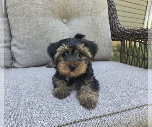 Medium Photo #27 Yorkshire Terrier Puppy For Sale in RHOADESVILLE, VA, USA