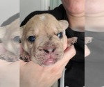 Small #6 French Bulldog