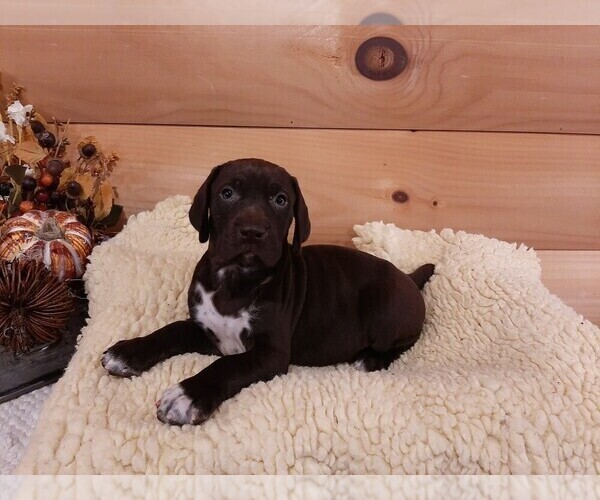 Medium Photo #6 German Shorthaired Pointer Puppy For Sale in GAFFNEY, SC, USA