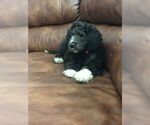 Small Photo #14 Goldendoodle Puppy For Sale in VONORE, TN, USA