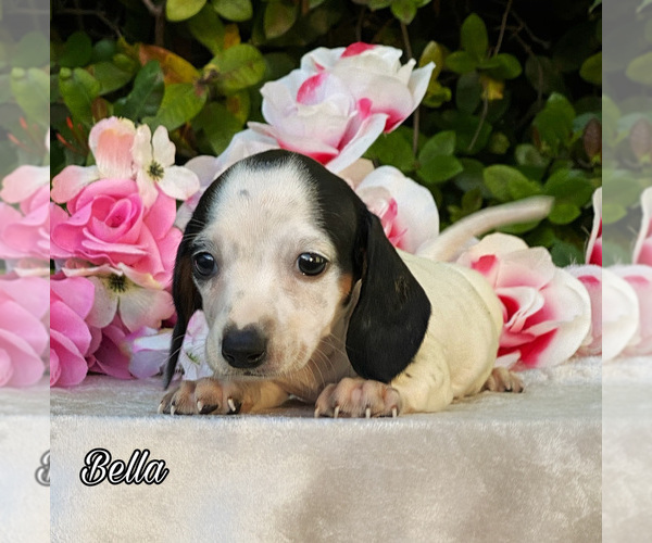 Medium Photo #3 Dachshund Puppy For Sale in MIAMI, FL, USA