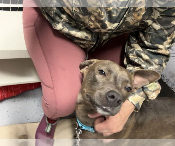 Medium Photo #4 American Pit Bull Terrier-Labrador Retriever Mix Puppy For Sale in Holly Springs, NC, USA