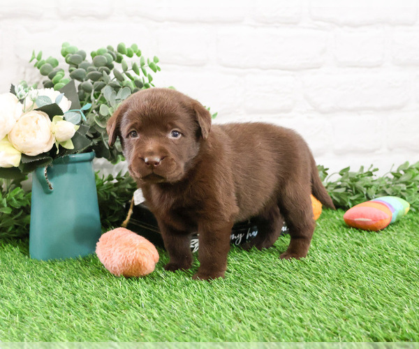 Medium Photo #2 Labrador Retriever Puppy For Sale in SYRACUSE, IN, USA