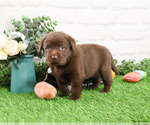 Small #1 Labrador Retriever