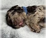 Small Photo #33 Goldendoodle Puppy For Sale in HOWARD CITY, MI, USA