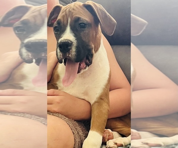 Medium Photo #4 Boxer Puppy For Sale in CLAREMORE, OK, USA