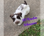 Small Photo #10 Schnauzer (Miniature) Puppy For Sale in HOUSTON, TX, USA
