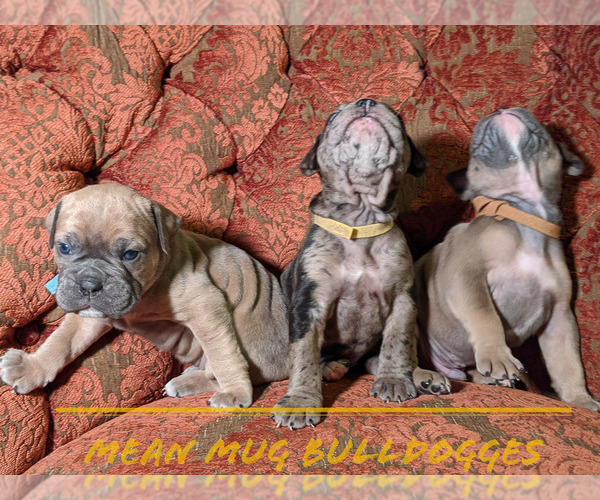Medium Photo #8 Olde English Bulldogge Puppy For Sale in LOUISVILLE, KY, USA
