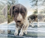 Small Photo #11 German Shorthaired Pointer Puppy For Sale in WOODLAND PARK, CO, USA