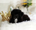 Small Photo #10 Havanese-Poodle (Toy) Mix Puppy For Sale in HOUSTON, TX, USA