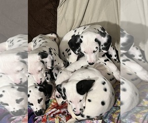 Dalmatian Puppy for sale in VANCOUVER, WA, USA