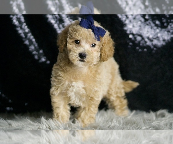 Medium Photo #5 Maltipoo Puppy For Sale in WARSAW, IN, USA