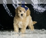Small #4 Maltipoo