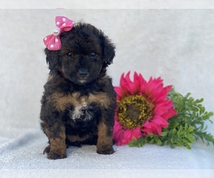 Goldendoodle-Poodle (Toy) Mix Puppy for sale in CEDAR LANE, PA, USA