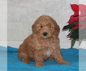 Goldendoodle-Poodle (Miniature) Mix Puppy for sale in STRASBURG, PA, USA