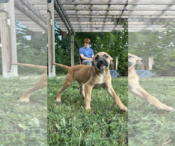 Medium Photo #2 Mutt Puppy For Sale in Poplar Bluff, MO, USA